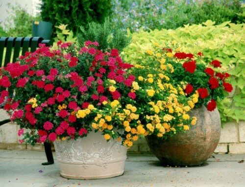 Symbivit za lončnice – Symbivit Muškat